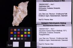 Foto (Objekt + Etiketten) von Discutiolira moesica (Muţiu & Bădăluţă, 1971) (NHMW-GEO-1990-0041-0527)